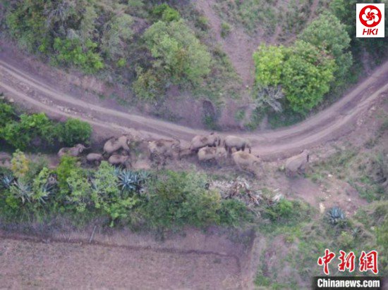 云南北移象群进入玉溪市新平县